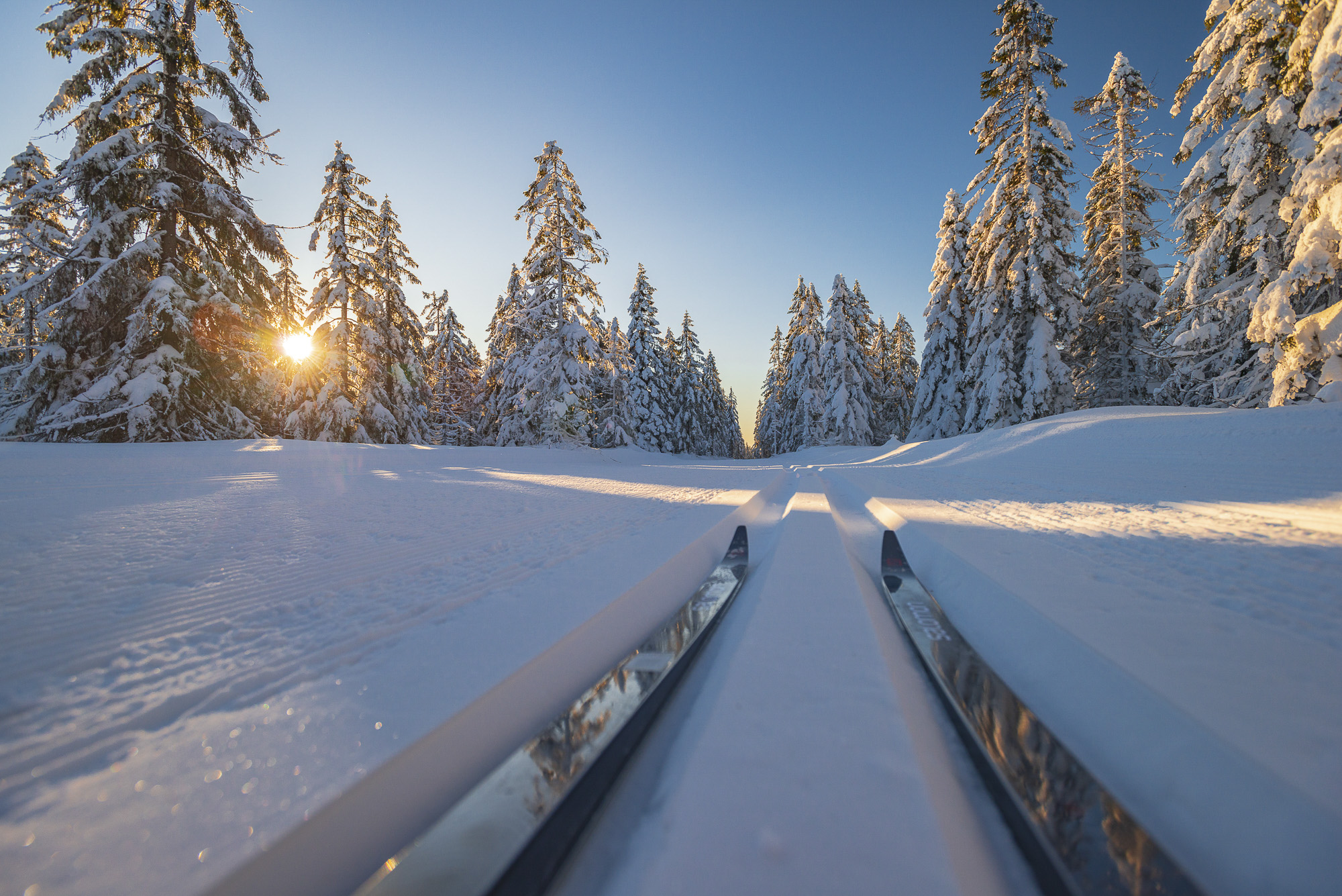 Narty biegowe na torze wiodącym przez ośnieżny las przy niskim, złotym słońcu