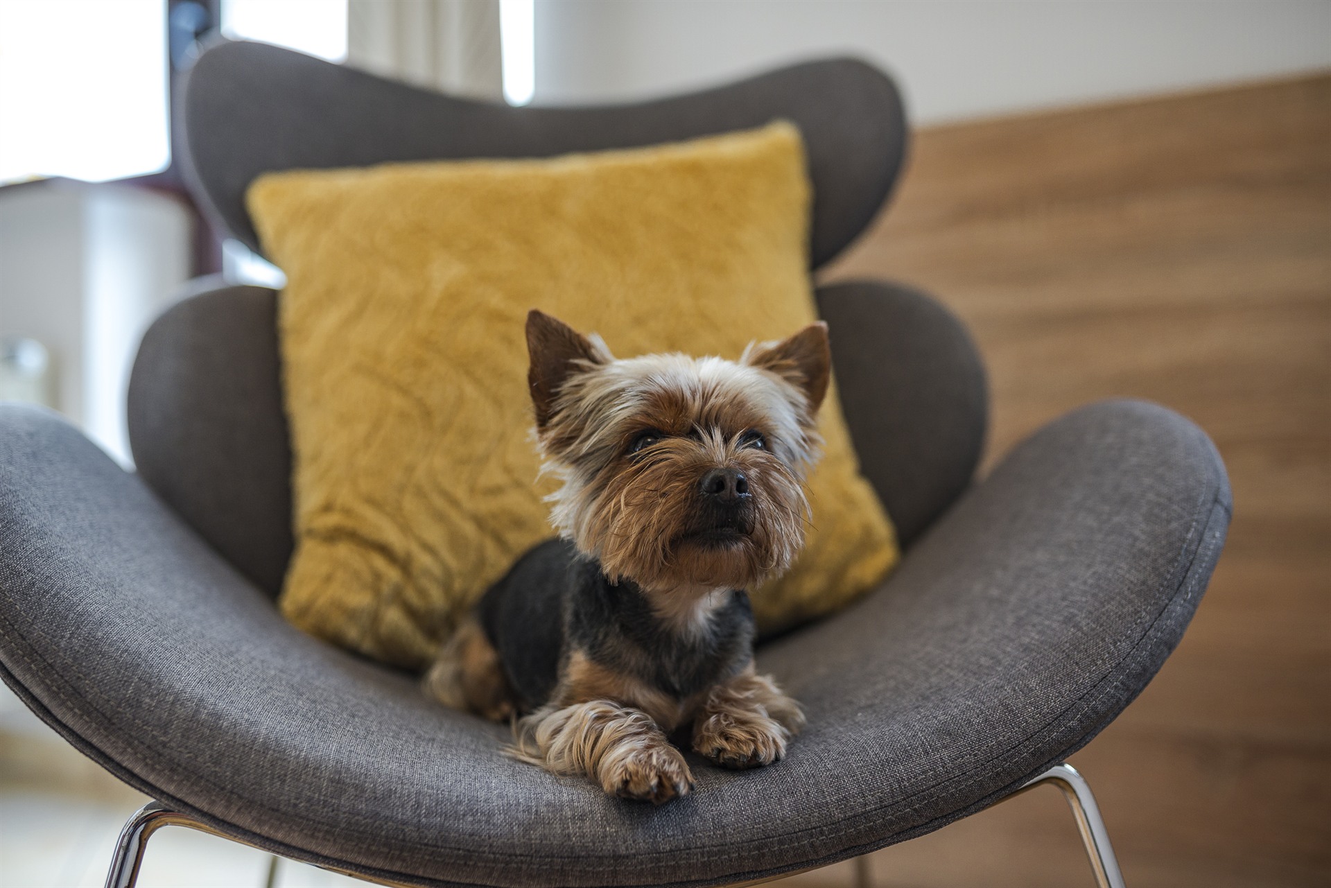Mały yorkshire terrier wylegujący się na szarym fotelu z musztardową poduszką